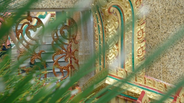 View through a frond